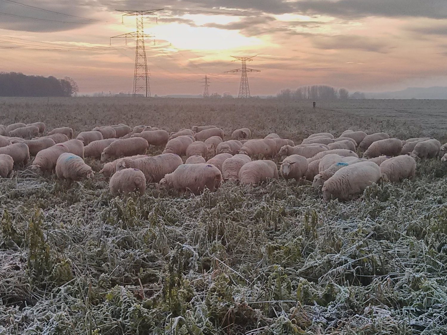 Les moutons peuvent-ils rester dehors tout l’hiver ?