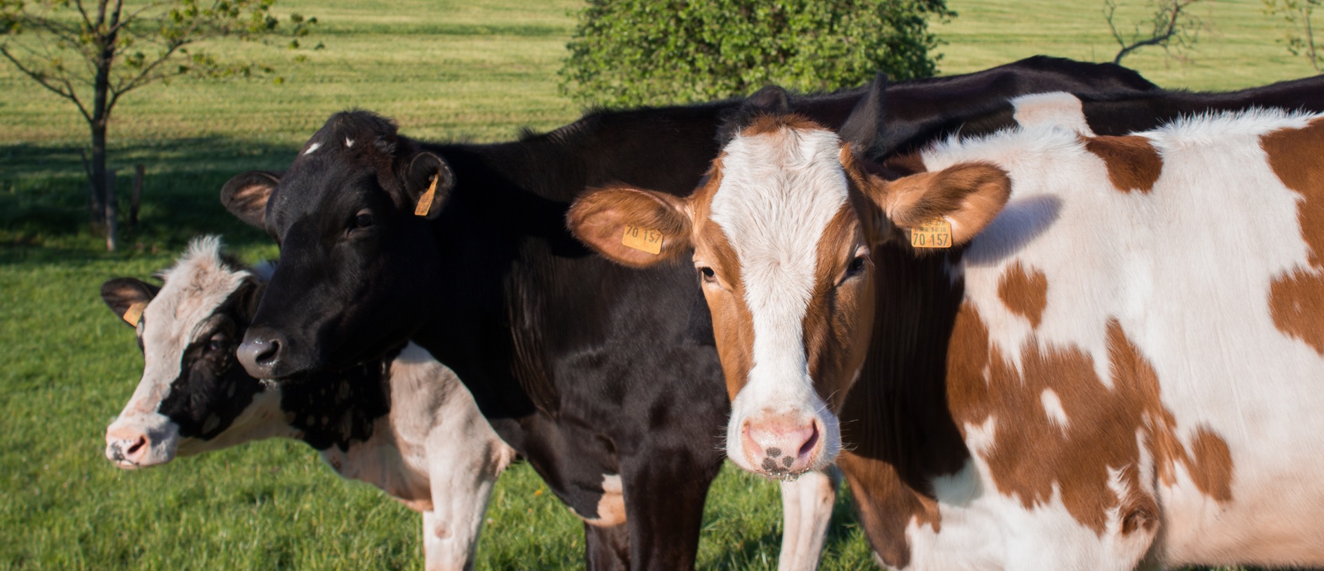 field-farm-meadow-food-cattle-herd-562838-pxhere.com