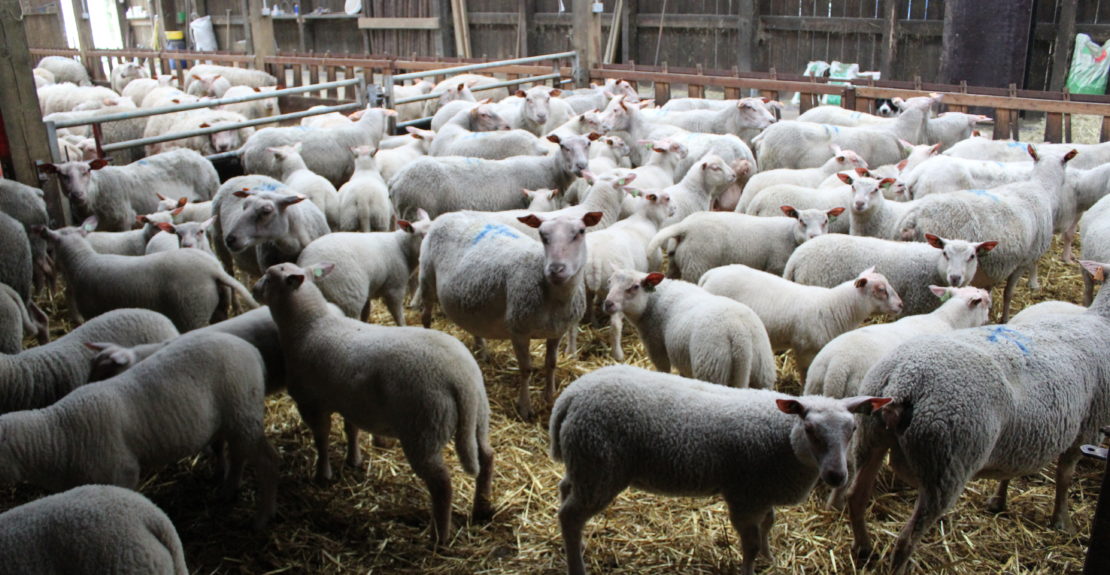 L Agneau De Paques Est Il Un Bebe Celagri