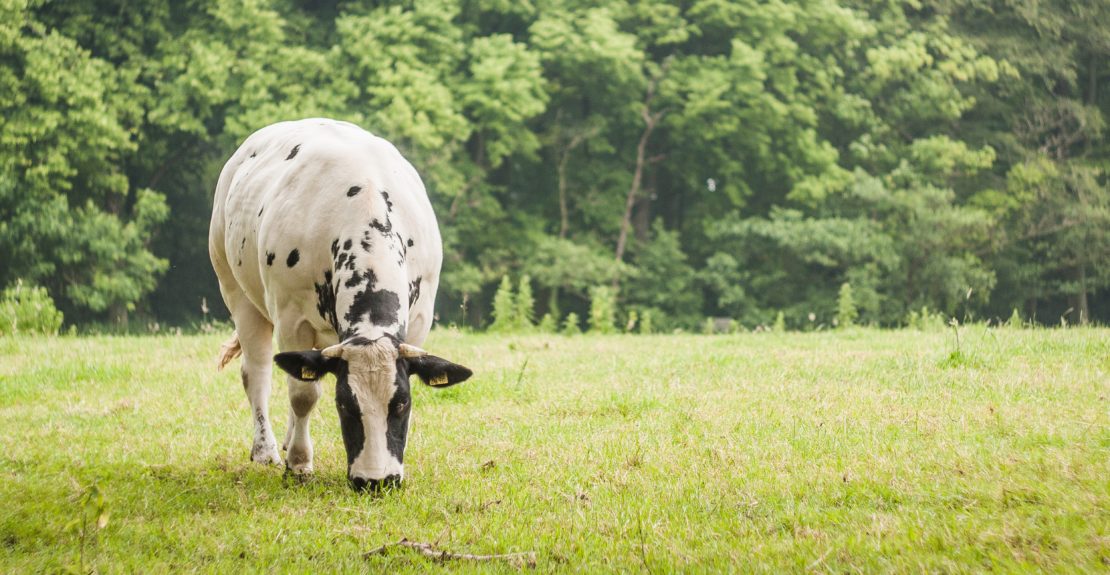 L Alimentation Des Bovins Une Vache Ca Mange Quoi Celagri